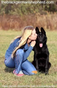 Black German Shepherd for Sale 6 Outstanding Tips