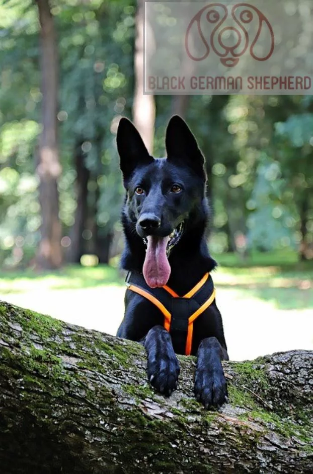 I’m 10 Exciting Facts About the All Black German Shepherd