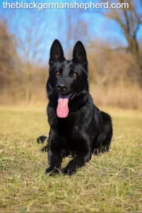 Questions to Ask Before Searching for a Black German Shepherd for Sale