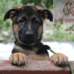 Black German Shepherd Eyes: German Shepherd Eye Colors Explained