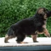 Black Sable German Shepherd Puppies