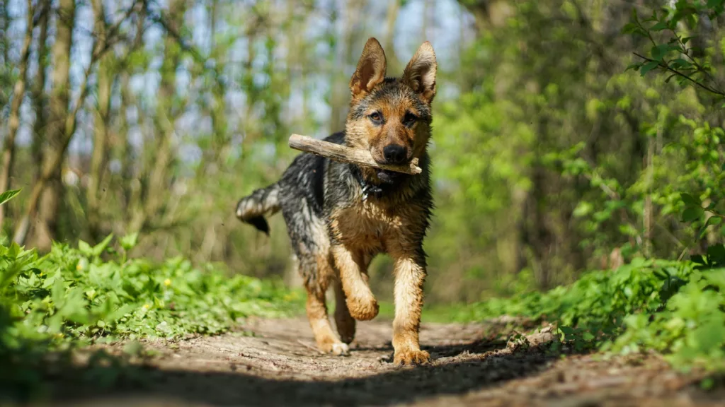 black sable German shepherd puppies for sale