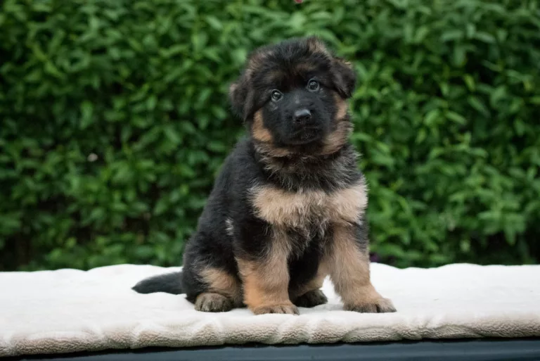 Black Sable German Shepherd puppy