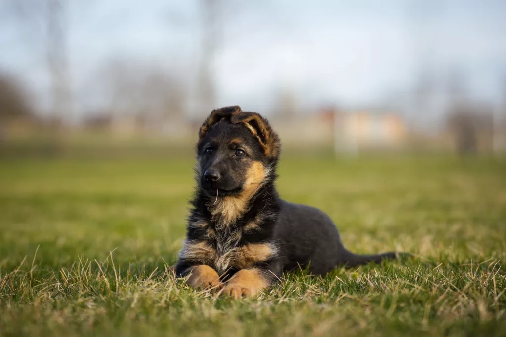 Red and black German shepherd puppies