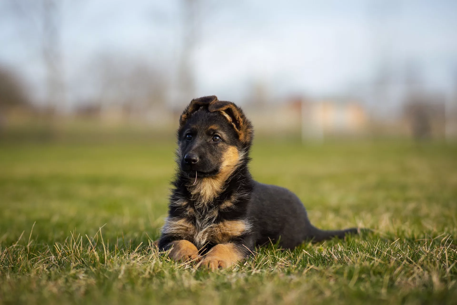 7 Characteristics of Red and Black German Shepherd Puppies