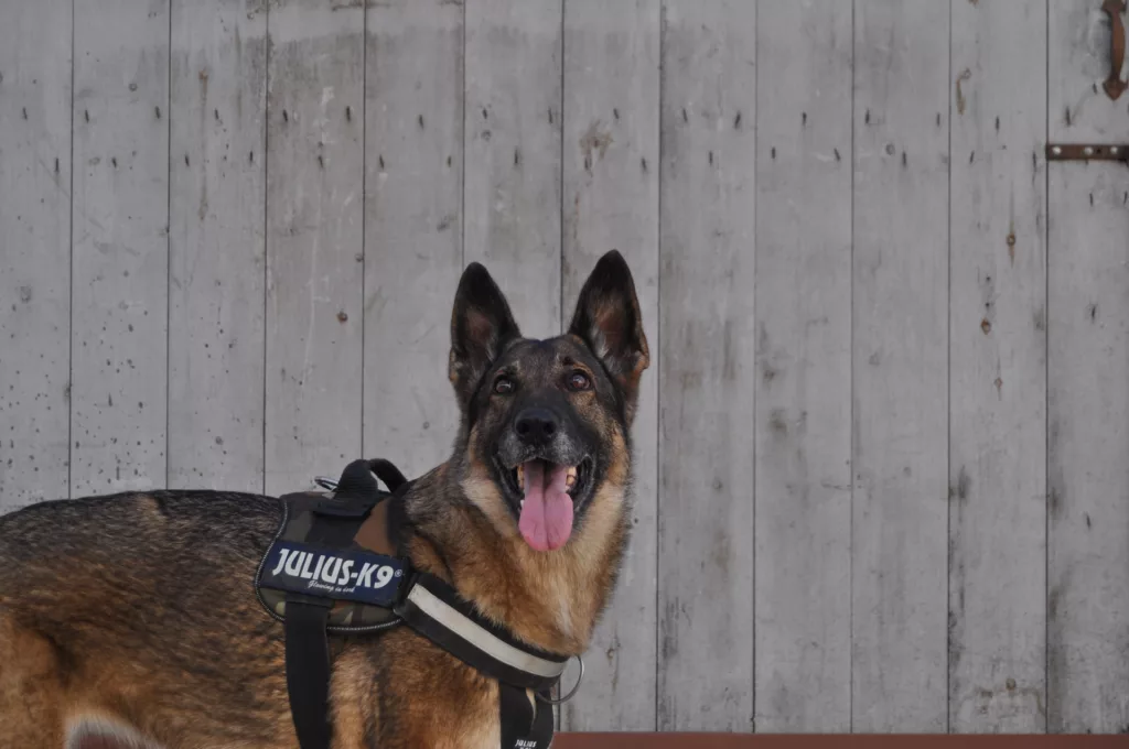 Silver black German shepherd