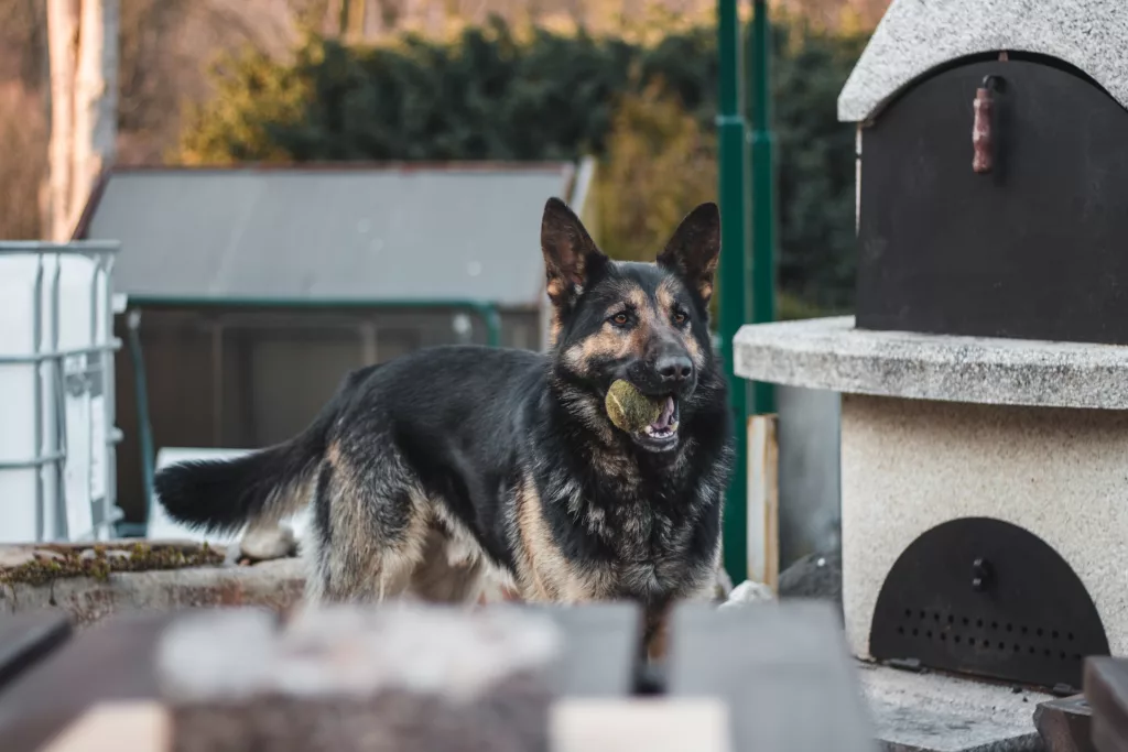 all black long haired German shepherd