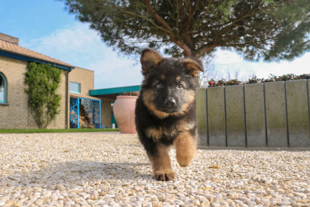 black German Shepherd puppies in Michigan