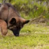 black German shepherd puppies for sale Florida