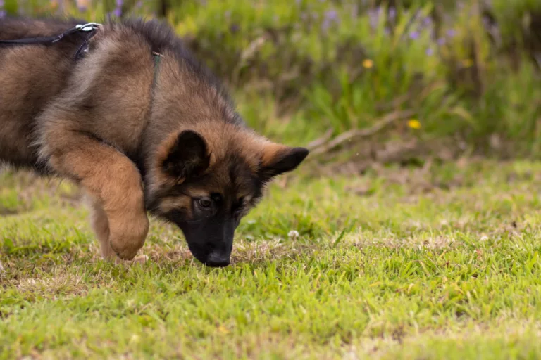 black German shepherd puppies for sale Florida