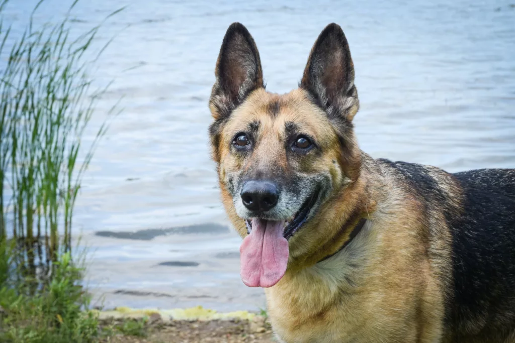 black mask German shepherd