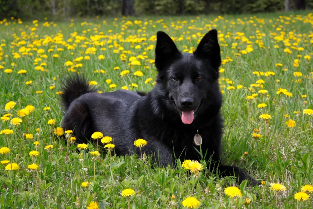 black seal German shepherd