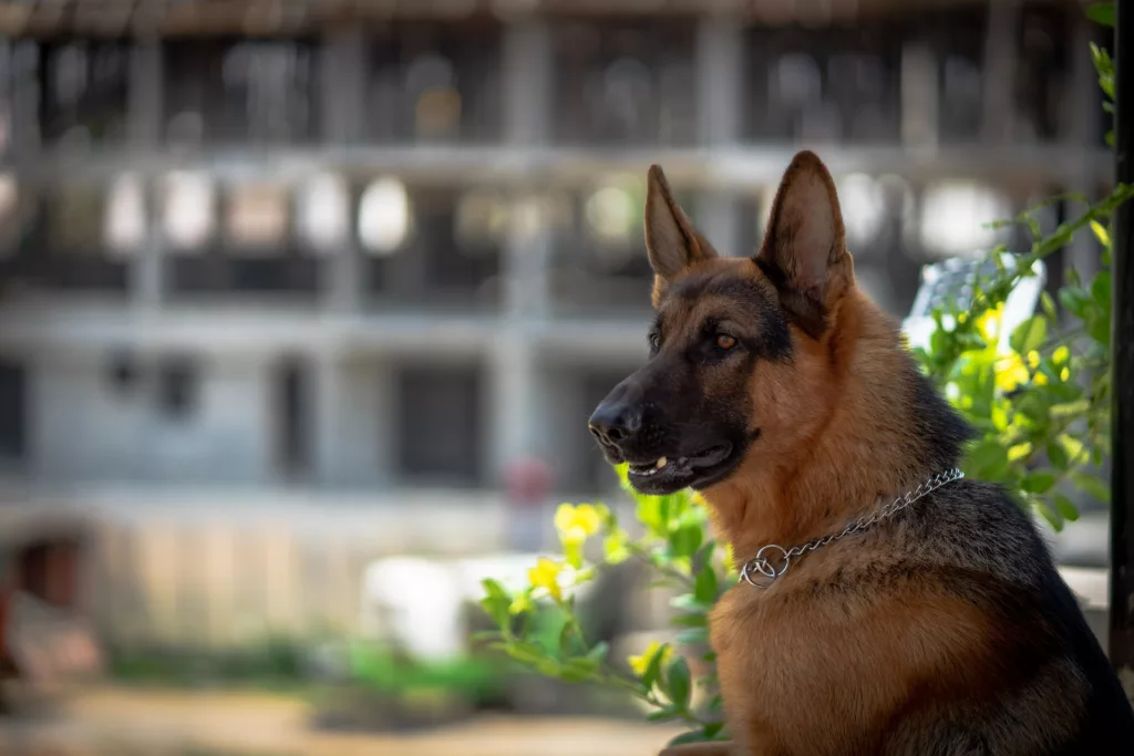 tan black German shepherd