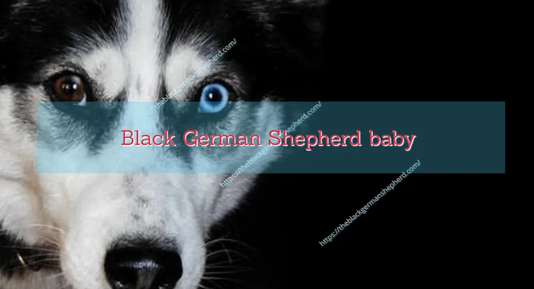 Black German Shepherd baby