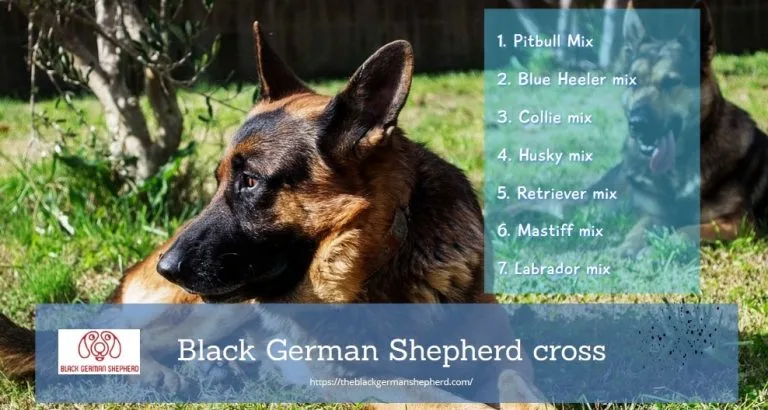 Black German Shepherd cross