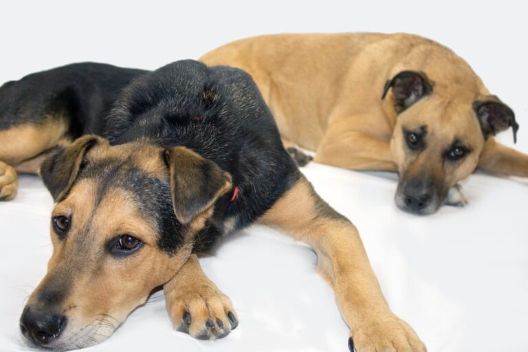 Black Mouth Cur Mixed with German Shepherd