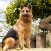 Black Mouth Cur Mixed with a German Shepherd