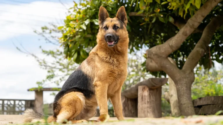 Black Mouth Cur Mixed with a German Shepherd