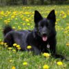 Black Seal German Shepherd