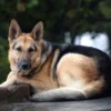 German Shepherd and Black Mouth Cur Mix