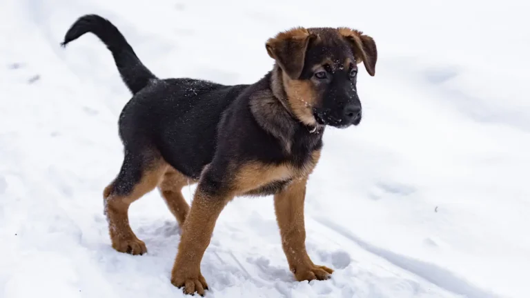 Plush Coat Black German Shepherd