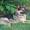 black and tan working line german shepherd