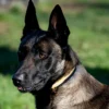 black belgian malinois german shepherd mix