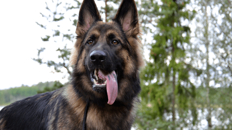 black lab german shepherd mix for sale