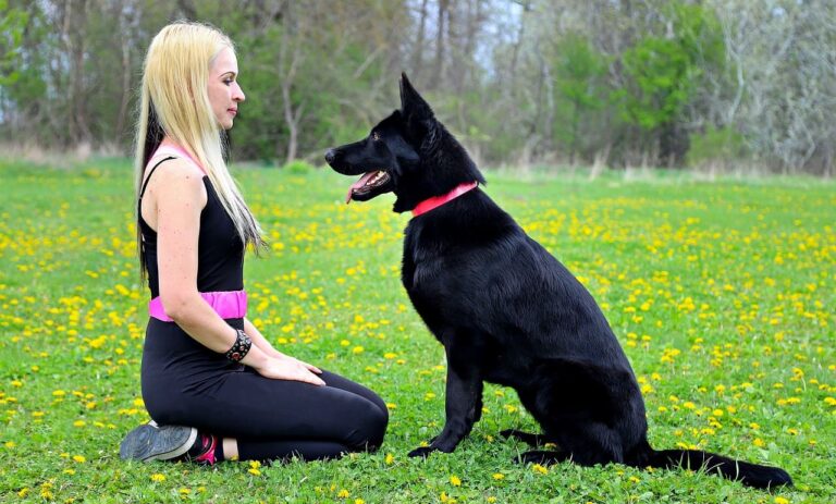 Black Plush Coat German Shepherd